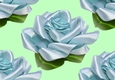Pretty blue satin roses ( Big green background)