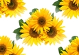 Lovely yellow sunflowers backing paper (big)