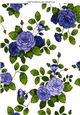 pretty blue shades of water colour rose backing paper