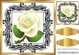 Cream roses in gold/black 8x8 frame