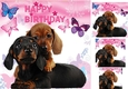 Cute furry friends puppies with butterflies 8x8