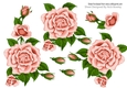 Pretty A5 Peach Rose Cut out
