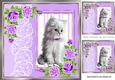 cute white kitten with lilac roses and lace 8x8 window card