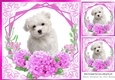 cerise flowers ornate card front/insert 8x8 with westie
