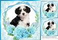 Turq flowers ornate card front/insert 8x8, with a puppy