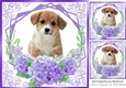 lilac flowers ornate card front/insert 8x8 with a puppy