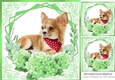 green flowers ornate card front/insert 8x8 with a chichuhua