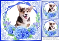 Pretty bright blue flowers ornate card front/insert 8x8 with a Corgi