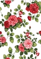 Pretty shades of red/pink roses backing paper