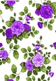 Pretty shades of purple roses backing paper