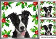  Holly and red berry card front with border collie puppy
