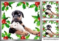 Lovely Holly and red berry card front with  a puppy & kitten