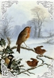 Lovely Robins in the snow A4