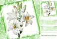 pretty white lilies with stars 8x8