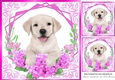 Cute Labrador Puppy with Cerise flowers 8x8