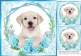 Cute Labrador Puppy with Turq flowers 8x8