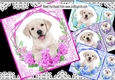4 Cute Labrador Puppies with flowers 8x8 cards mini kit