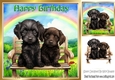 Lovely Black Puppies With Rainbow 8x8 (One)