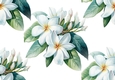 Pretty White Plumeria Pastel Flowers Backing Paper (Big)