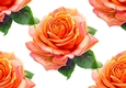Pretty Watercolour Peach Roses Backing Paper (BIG)