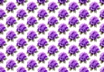 Pretty Watercolour Purple Roses Backing Paper (SMALL)