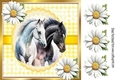 Pretty White Daisies & Yellow Gingham 8x8 With Horses (Two)