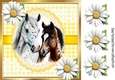 Pretty White Daisies & Yellow Gingham 8x8 With Horses (Three)