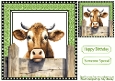 Funny Face Cow Peeking Over Fence 8x8 (TWELVE)
