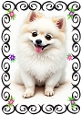 Cute White Pomeranian Puppy In Black Scroll Frame A4