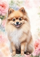 Cute Brown Pomeranian Puppy In Flower Frame A4