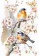 Pretty Robins On A Branch With Blossoms A4