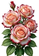 Beautiful Pink And White Roses A4