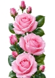 3 Beautiful Pink Roses On A Stem A4