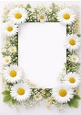 White Daisy Frame A4