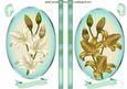 Lillies in Cream and Gold in Turq Oval Frame Toppers