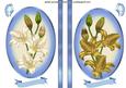 Lillies in Cream and Gold in Sky Oval Frame Toppers