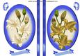 Lillies in Cream and Gold in Blue Oval Frame Toppers