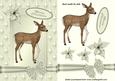 Little Reindeer in Cream Star Frame