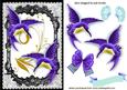 Beautiful Purple Humming Birds in Lace Frame with Butterfly
