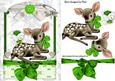Cute Little Deer in Green Lace Frame