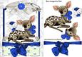 Cute Little Deer in Blue Lace Frame