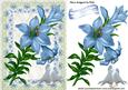 Blue Lillies in Floral Frame with Doves