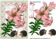 Pink Lillies with Hedgehogs in Floral Frame