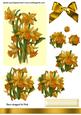 Golden Yellow Daffodils Star Pyramids