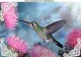 Pretty Humming Bird with Pink Flowers A4