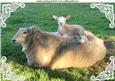 A Ewe and Her Baby Lamb in a Field A4