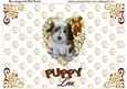 Cute Little Puppy on a Gold Heart with Bow Pop Up