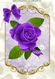 Pretty Painted Purple Roses with Bow A4