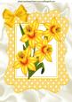 Yellow Daffodils in Yellow Polkadot Frame A4