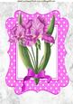 Pink Iris with Bow in Pink Polka Dot Frame A4